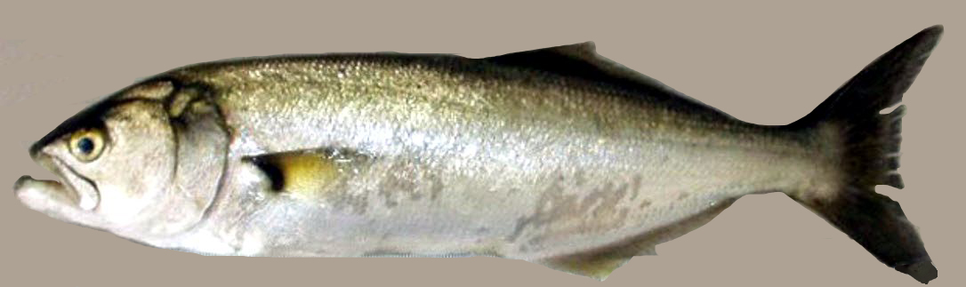 Pomatomus saltatrix_05.jpg